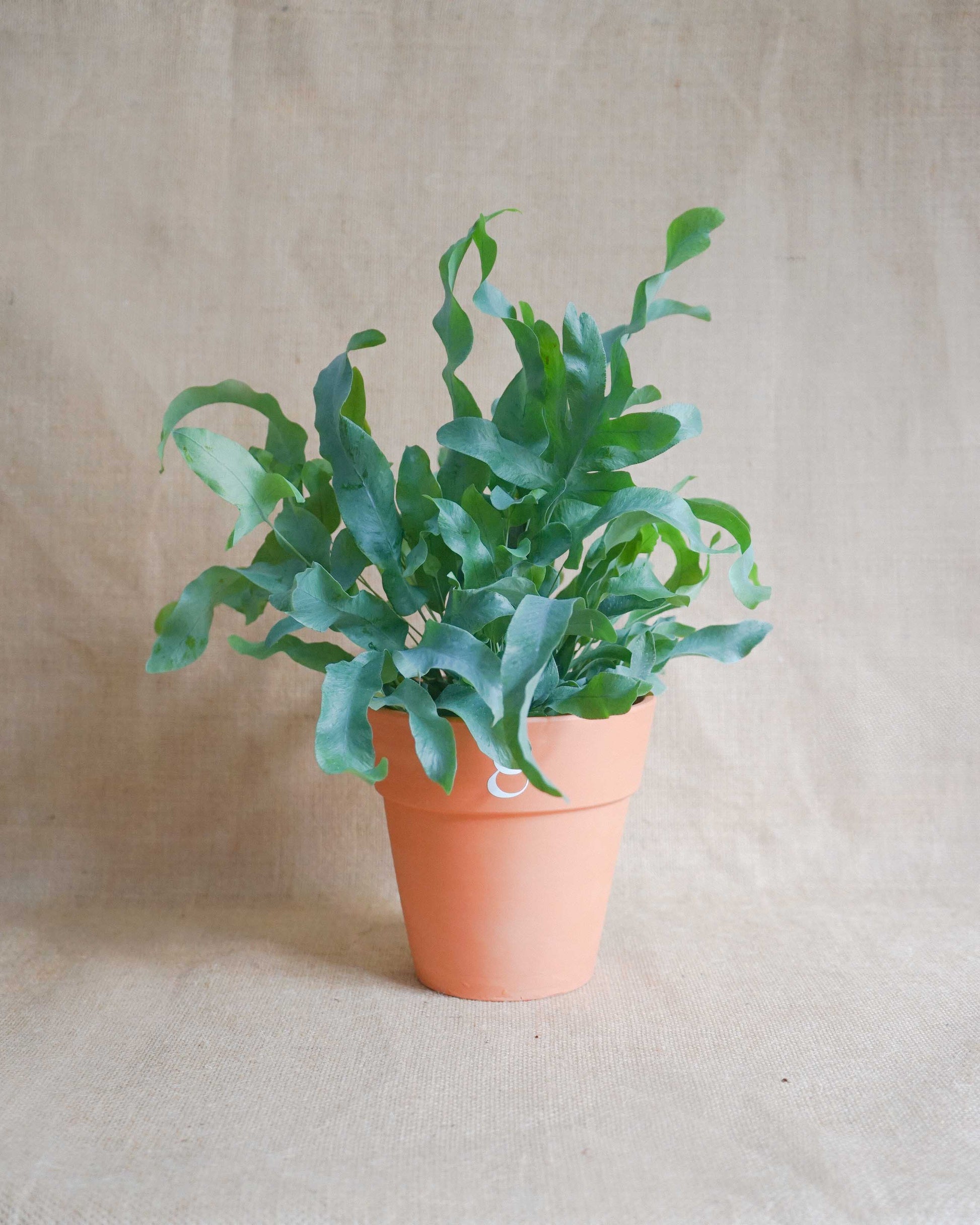 Phlebodium Aureum, planta de interior, feto blue star em vaso de barro, da empresa especializada em garden design e plant styling, curae