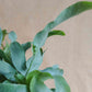 planta de interior, feto blue star em vaso de barro, da empresa especializada em garden design e plant styling, curae