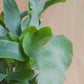Phlebodium Aureum, planta de interior, feto blue star em vaso de barro, da empresa especializada em garden design e plant styling, curae