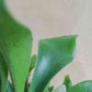 planta de interior, feto platycerium bifurcatum, em vaso de barro, da empresa especializada em garden design e plant styling, curae